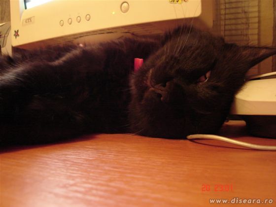 Do not disturb ! I am working !