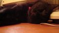 Do not disturb ! I am working !