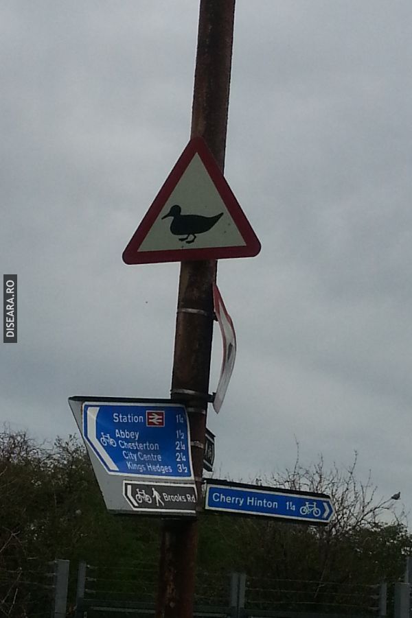 Warning, ducks are crossing!