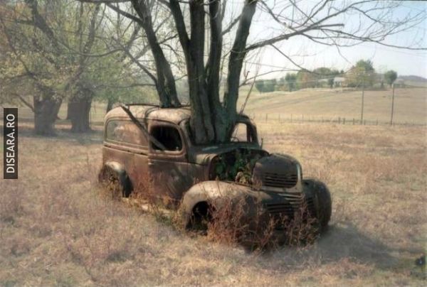 The egg or the chicken, the car or the tree?