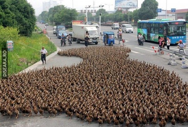 Birds