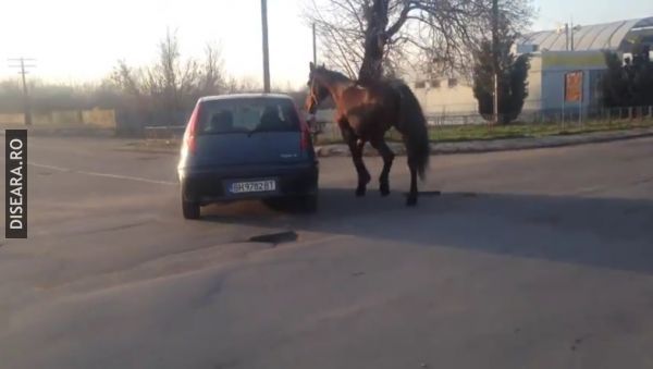 Walking with the horse in Bailesti