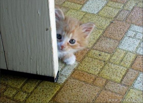 May I come in ?