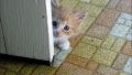 May I come in ?