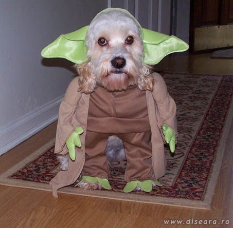 the third picture from the "My master is an idiot !" series