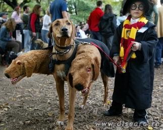 the fourth picture from the "My master is an idiot !" series