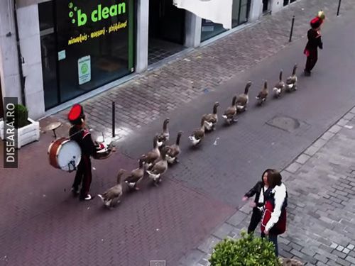 Intre timp, in Belgia...