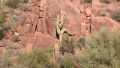 Climbing Cactus Natural Illusion