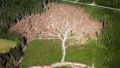 The tree