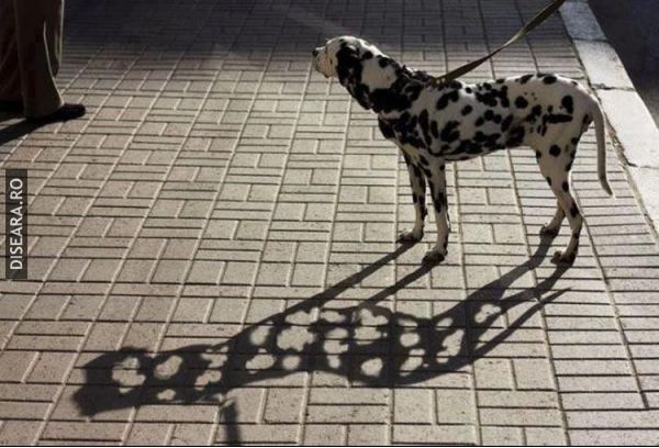 The shadow