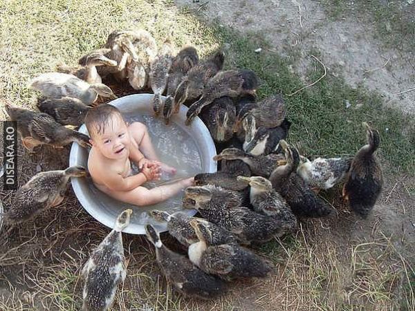 With the ducks
