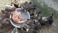 With the ducks