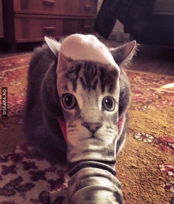 The sock and the cat