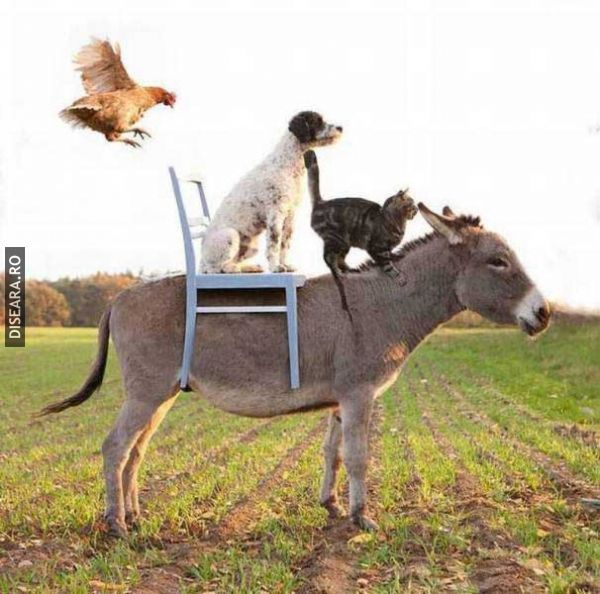 Ferma animalelor