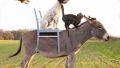 Ferma animalelor