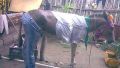 Donkey