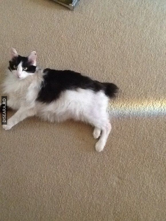 Cat farting Rainbows!