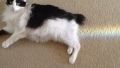 Cat farting Rainbows!