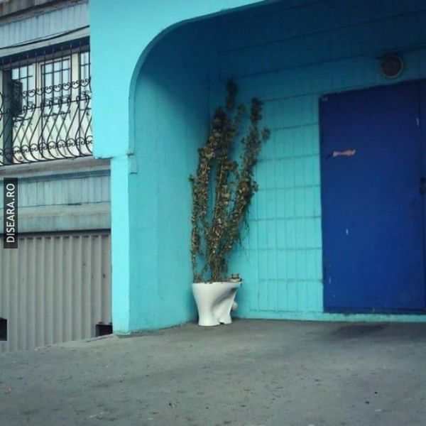 Nice flowers!
