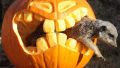 Halloween capture