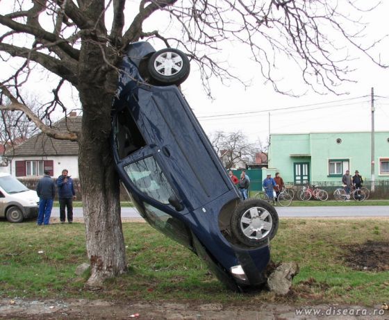 The Tree Test with Dacia Logan