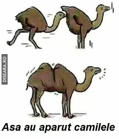 Evolutie
