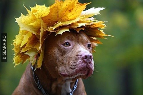 Foliage gathering