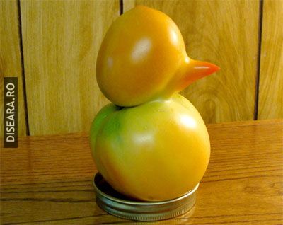 The Duck (6)