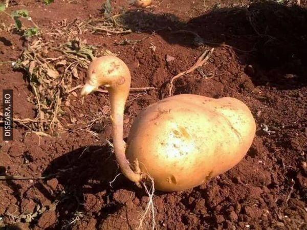 De la răţuşca la lebăda
