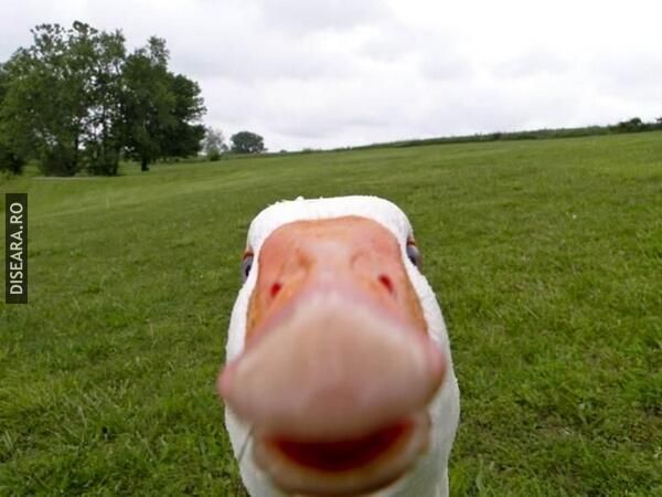 Selfie