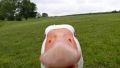 Selfie