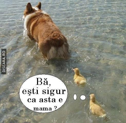 Dilemă
