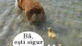 Dilemă
