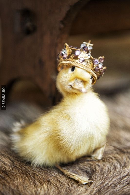 The queen of all ducks