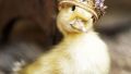 The queen of all ducks