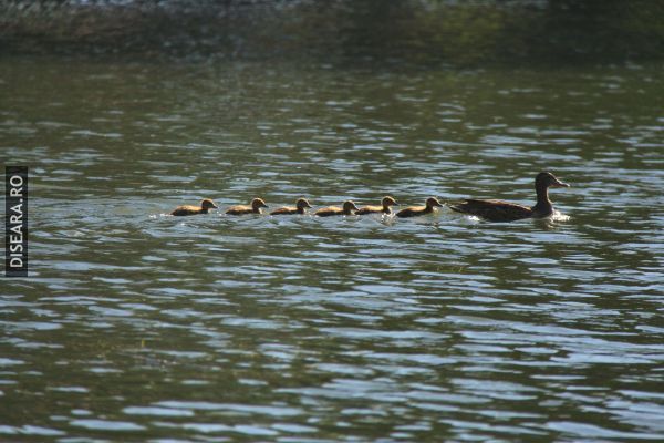 Ducks