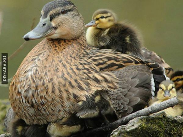 Ducks II