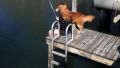The dog fishes