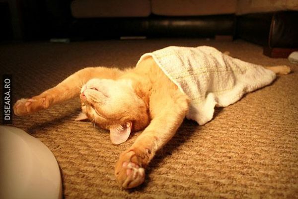 The Art Of Sleep by Cats