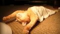 The Art Of Sleep by Cats