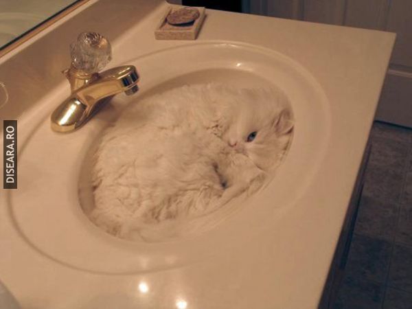 The Art Of Sleep by Cats