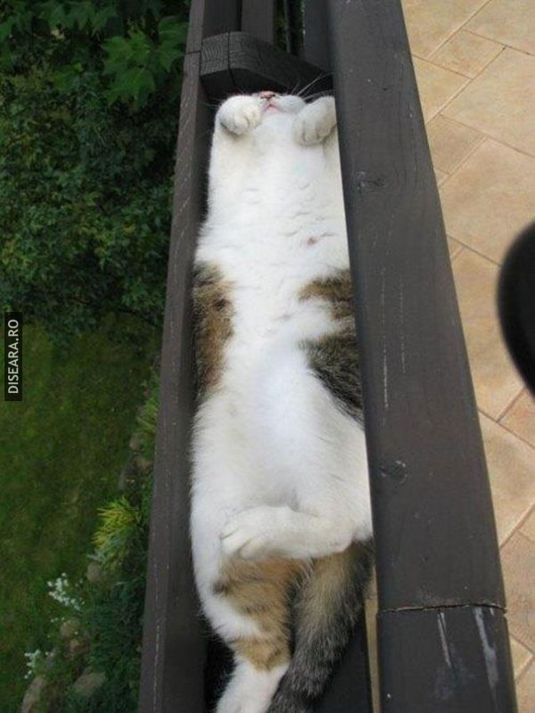 The Art Of Sleep by Cats (4)