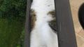 The Art Of Sleep by Cats (4)