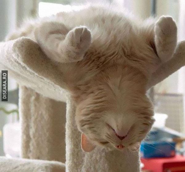 The Art Of Sleep by Cats (5)