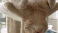 The Art Of Sleep by Cats (5)