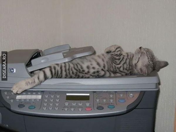The Art Of Sleep by Cats (7)