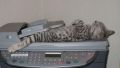 The Art Of Sleep by Cats (7)