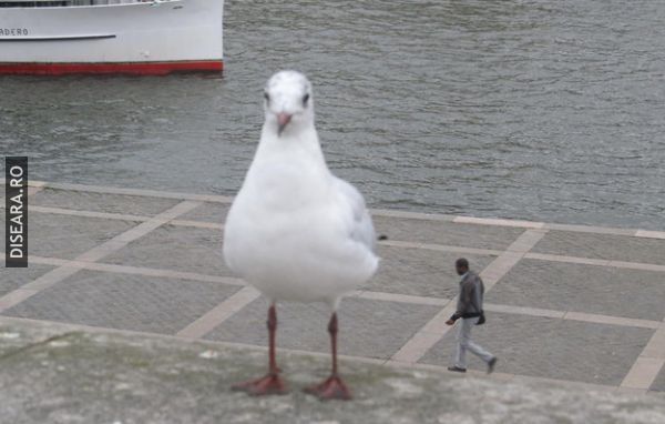 The giant seagull
