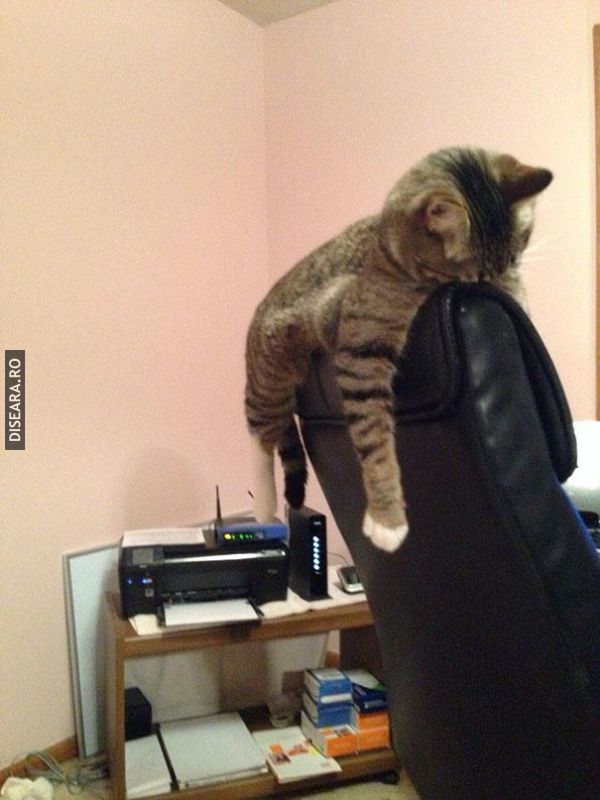 The Art Of Sleep by Cats (8)