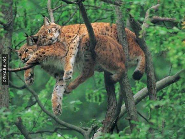 Arta somnului la feline